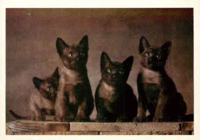 113 CARTES POSTALES LES ANIMAUX : Chats-7cpm,...