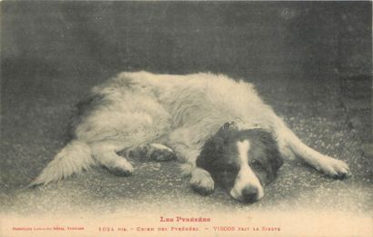 113 CARTES POSTALES LES ANIMAUX : Chats-7cpm,...