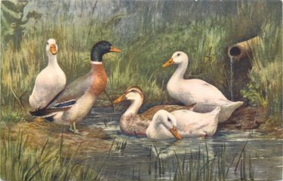 30 CARTES POSTALES LES ANIMAUX : Divers....