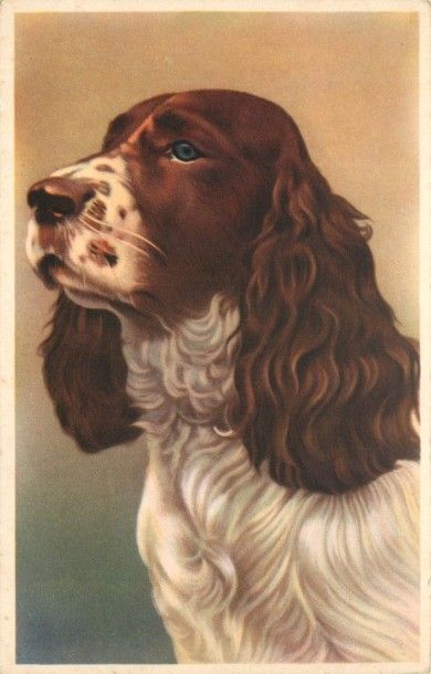 30 CARTES POSTALES LES ANIMAUX : Divers....
