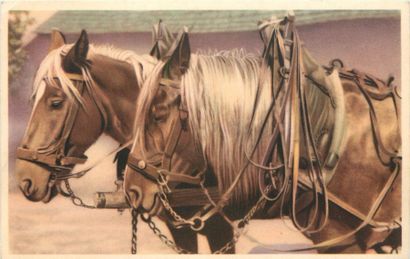 30 CARTES POSTALES LES ANIMAUX : Divers....