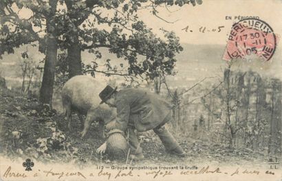 23 CARTES POSTALES LES COCHONS : Divers....