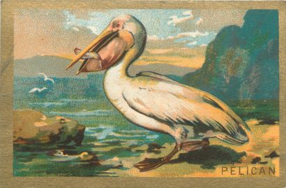 46 CARTES POSTALES & IMAGES FANTAISIES :...