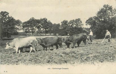 28 CARTES POSTALES ATTELAGES : Chien (belge)-1cp,...