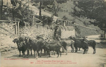 59 CARTES POSTALES LES CHEVRES : Attelages...