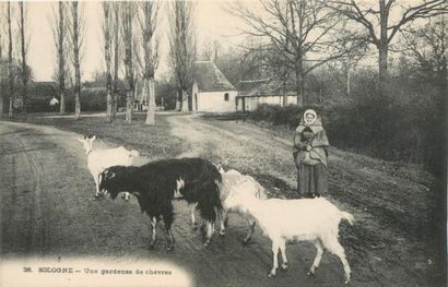 59 CARTES POSTALES LES CHEVRES : Attelages...