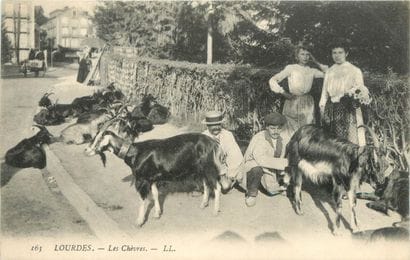 59 CARTES POSTALES LES CHEVRES : Attelages...