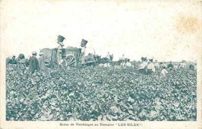 36 CARTES POSTALES ALCOOL : En Bourgogne...