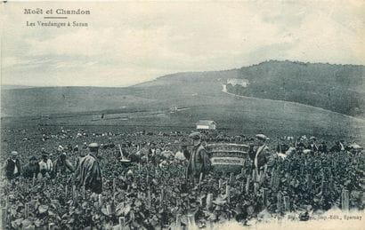 51 CARTES POSTALES LE CHAMPAGNE : Maison...