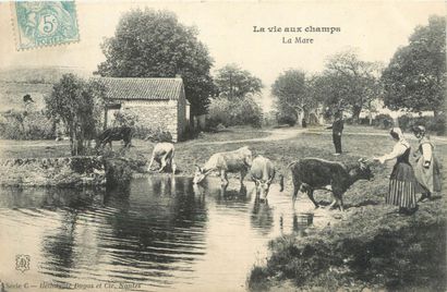 21 CARTES POSTALES SCENES & TYPES : Diverses...