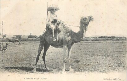 239 CARTES POSTALES AFRIQUE DU NORD : Algérie-31cp,...
