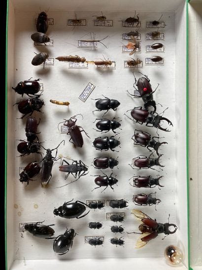 Entomological collection of beetles
Set of...