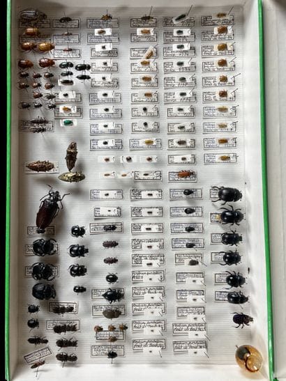 Naturalized insect collection in display...