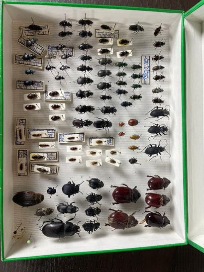 Collection of large naturalized beetles in...
