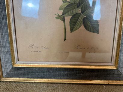 Set of 2 framed botanical lithographs
Set...