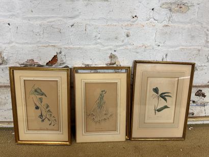 Set of 5 framed botanical engravings
Set...