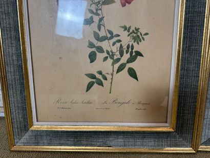 Set of 2 framed botanical lithographs
Set...