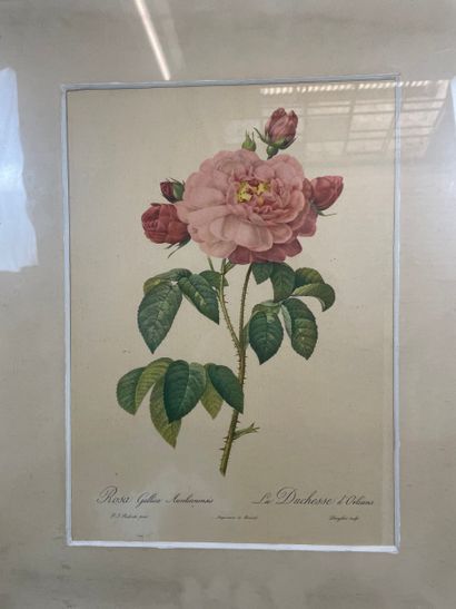 Pierre-Joseph Redouté (1759-1840) - Rosa...