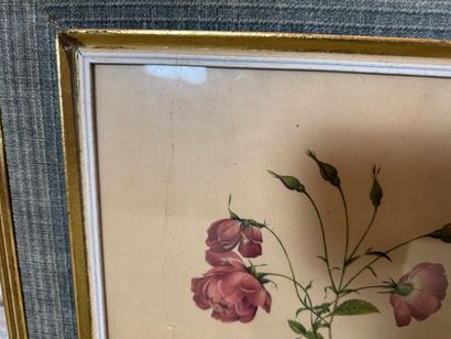 Set of 2 framed botanical lithographs
Set...