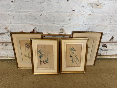 Set of 5 framed botanical engravings
Set...