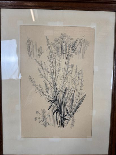 Margot Weemaes - Plant study (1962)
Pencil...