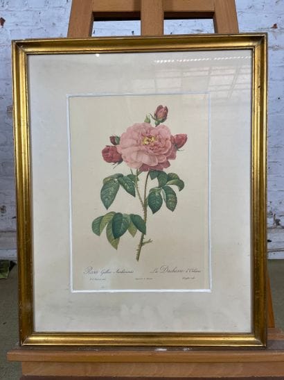 Pierre-Joseph Redouté (1759-1840) - Rosa...