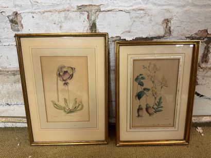 Set of 5 framed botanical engravings
Set...