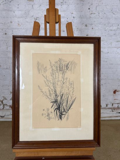 Margot Weemaes - Plant study (1962)
Pencil...