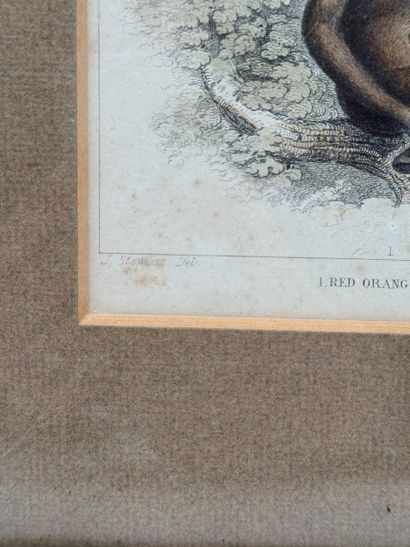 J. Stewart / J. Brown (XIXe siècle) Suite...