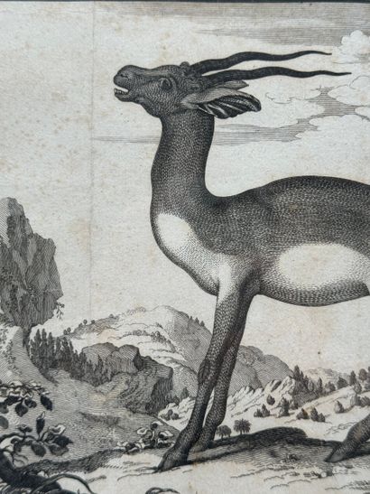 Claude Duflos (1665 1727) Gazelle
Gravure...