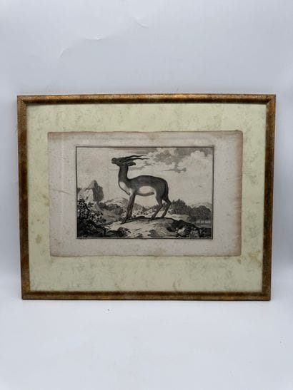 Claude Duflos (1665 1727) Gazelle
Gravure...