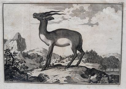 Claude Duflos (1665 1727) Gazelle
Gravure...