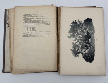Notes on forests, hunting and fishing in...