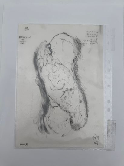 German school (20th century) - Anatomical...