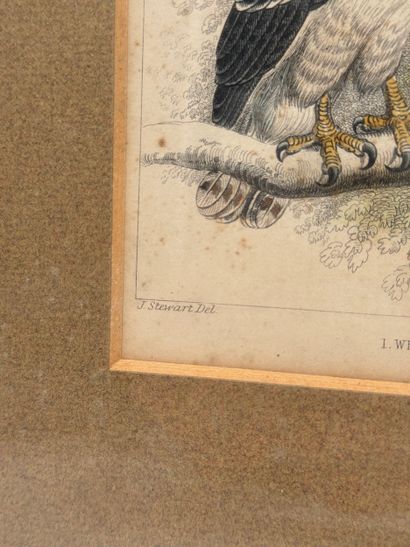 J. Stewart / J. Brown (XIXe siècle) Suite...