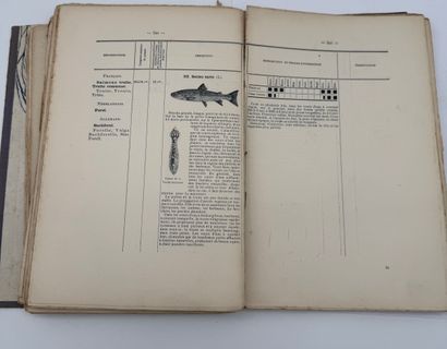 Notes on forests, hunting and fishing in...