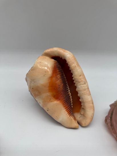 Set of four natural decorative items
Set...