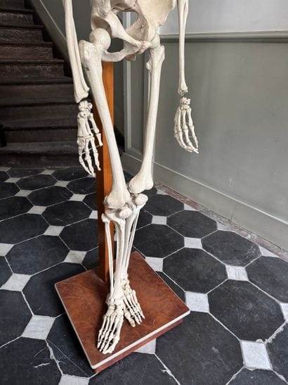 Articulated Anatomical Teaching Skeleton...