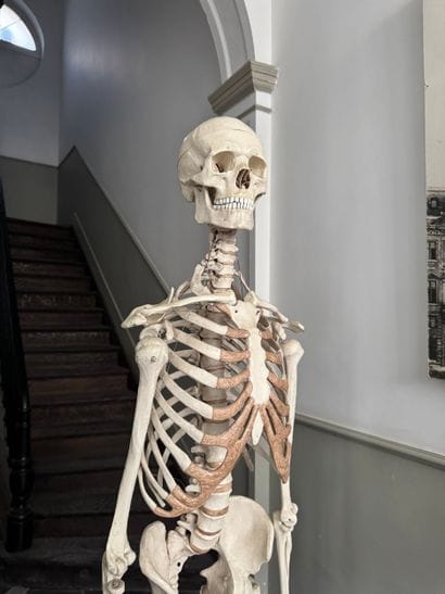 Articulated Anatomical Teaching Skeleton...