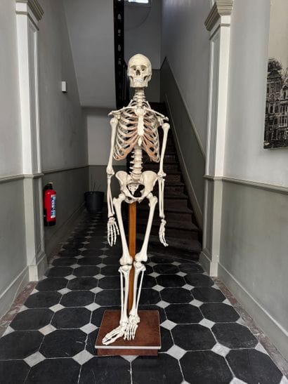 Articulated Anatomical Teaching Skeleton...