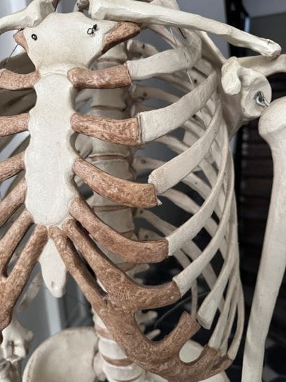 Articulated Anatomical Teaching Skeleton...