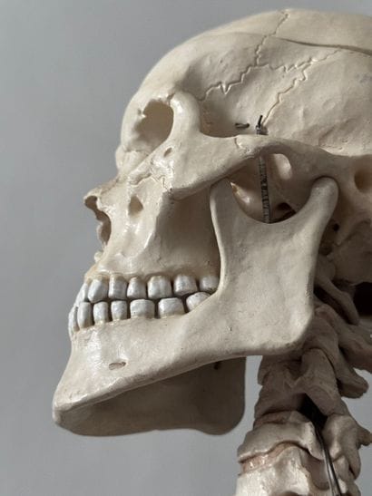 Articulated Anatomical Teaching Skeleton...