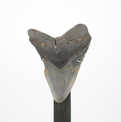 Dent de Mégalodon
Sur présentoir en bois...