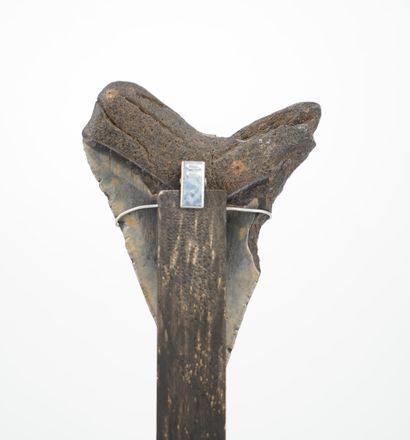 Dent de Mégalodon
Sur présentoir en bois...