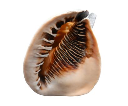 Large cameo shell in Cassis madagascariensis,...