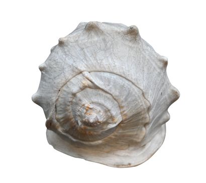 Large cameo shell in Cassis madagascariensis,...