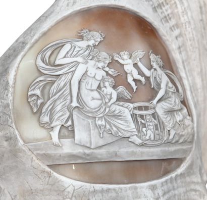 Large cameo shell in Cassis madagascariensis,...