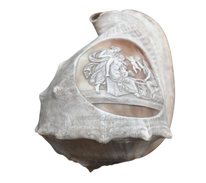 Large cameo shell in Cassis madagascariensis,...
