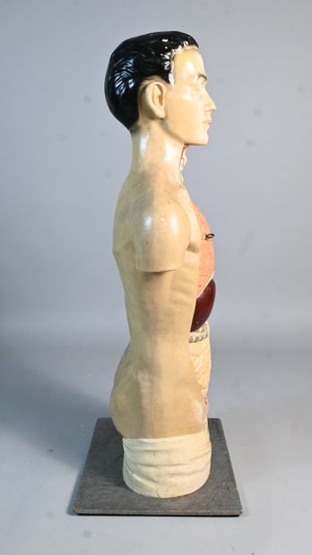 Didactic human anatomical model in plaster...
