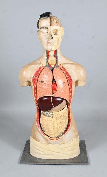 Didactic human anatomical model in plaster...